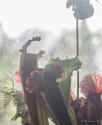 Carnivorous plants. 