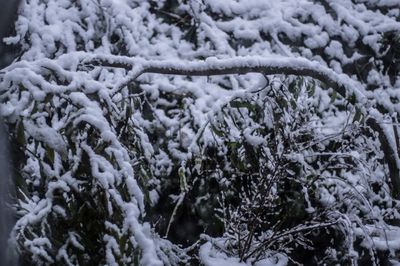 Willow under the weight of the snow.
