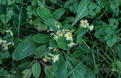 Primroses in January