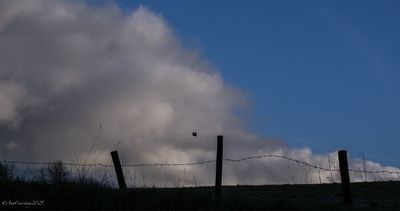 Lone bird in a wintery sky.
