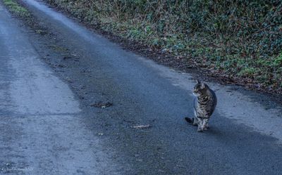 Spike, my faithful follower.
