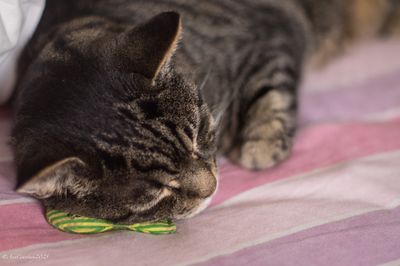 Spike and his favourite toy.