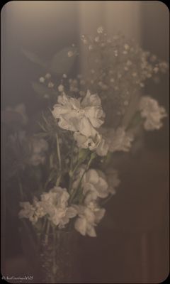 Flowers, not quite dead.