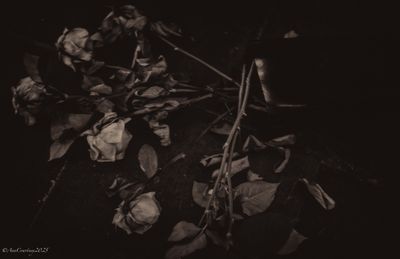 Fallen roses