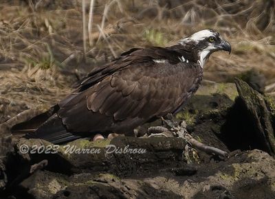 NZ9_3185.jpg