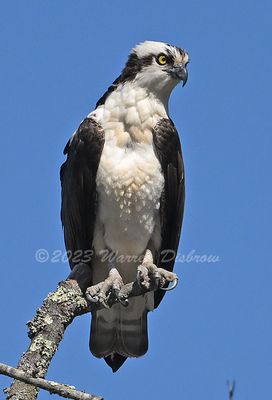 NZ9_3295.jpg