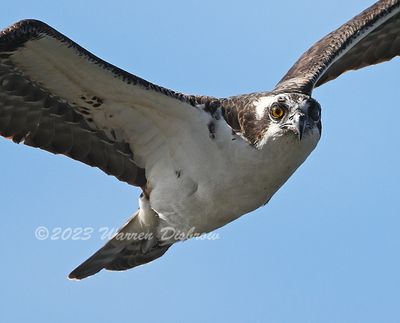 NZ9_3804.jpg