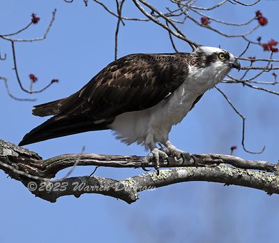 NZ9_5019.jpg