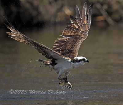 NZ9_7317.jpg