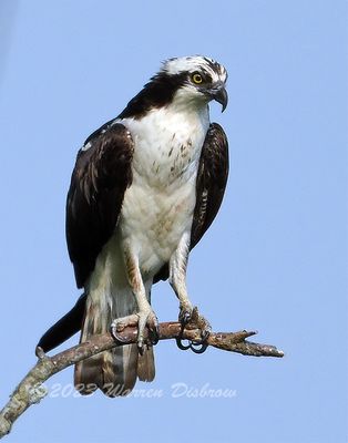 NZ9_5232.jpg