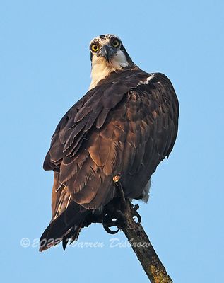 NZ9_8306.jpg