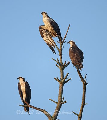 NZ9_8326.jpg