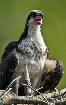 NZ9_8918.jpg