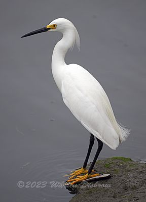 Egrets