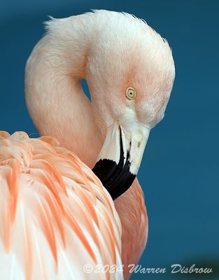 Z92_8818.jpg