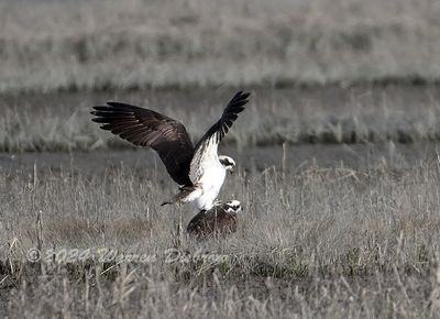 NZ9_8054.jpg