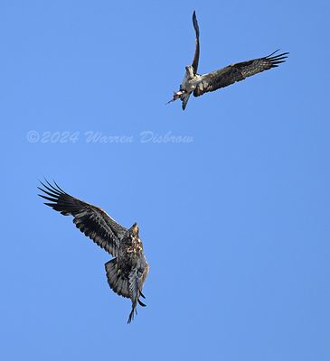 NZ9_8811.jpg