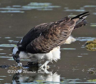 NZ9_9063.jpg