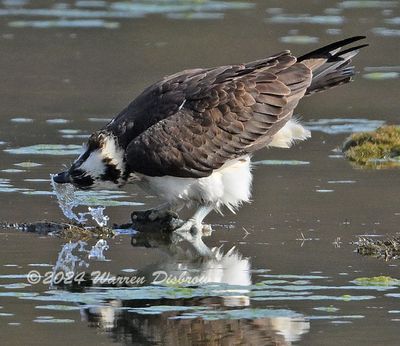 NZ9_9064.jpg