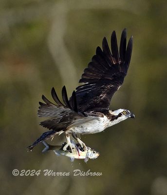 NZ9_0240.jpg