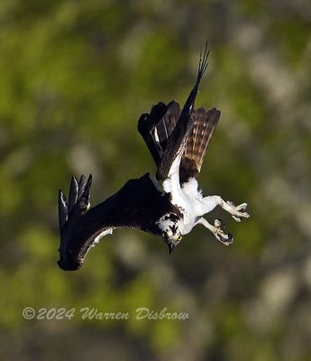 NZ9_0821.jpg