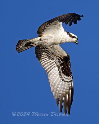 NZ9_9987.jpg