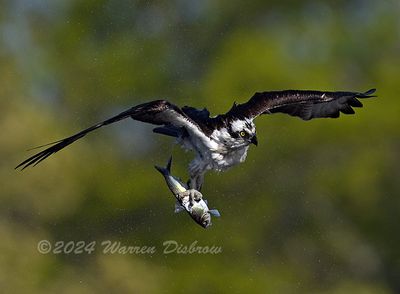 NZ9_2756.jpg