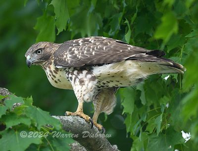 RedTail Hawks