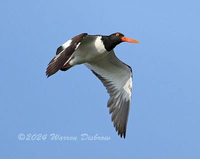 Oystercatchers