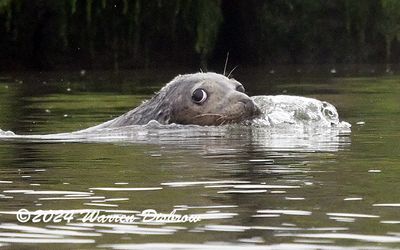 Z92_2432.jpg