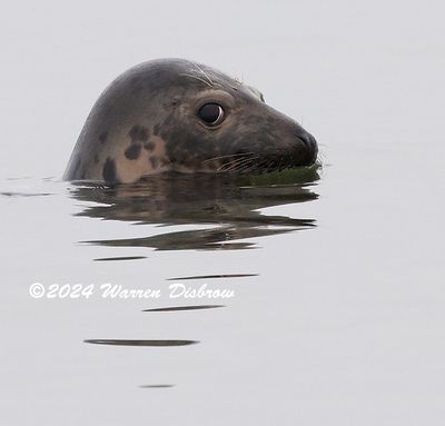Seals