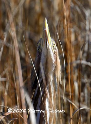 Z92_0215.jpg