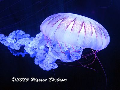 D6A_6785.jpg
