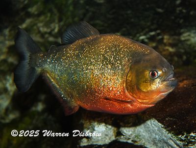 D6A_7335.jpg