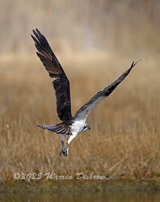 Z92_8038.jpg