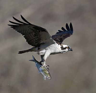 NZ9_3632.jpg