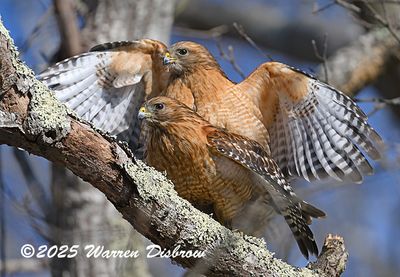 Red-Shouldered Hawks