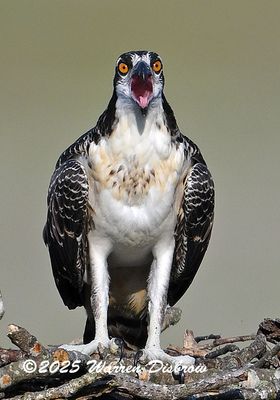 Raptors