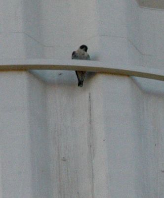 1231Countyperegrine33333333.JPG