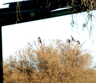 1231county1cormorants.JPG