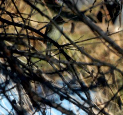 1231county1easternphoebe.JPG
