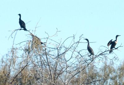 1231county1cormorants2222222222.JPG