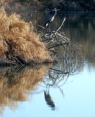 1231county1greatblueheron.JPG