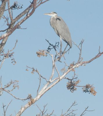 1231county1greatblue222222222.JPG