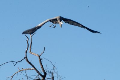 1231county1gbheron44444444.JPG
