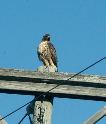 1231county1redtailhawk2222222222.JPG
