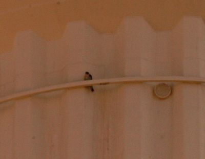 221countyperegrine.JPG