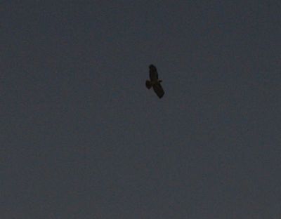 221countyredtailedhawk.JPG