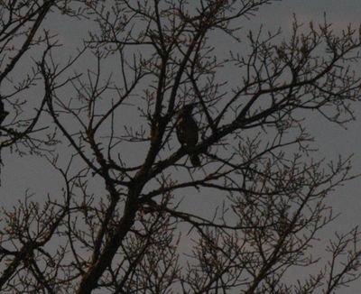 221countylongbilledthrasher.JPG