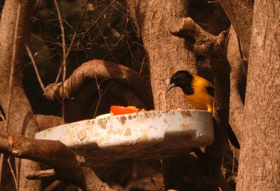 223countyaudubon's2345.JPG